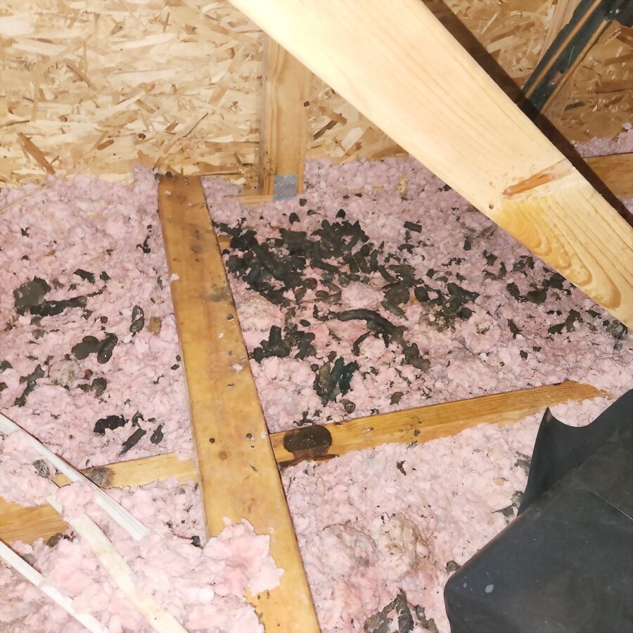 Mould spread through attic insulation between the joists.